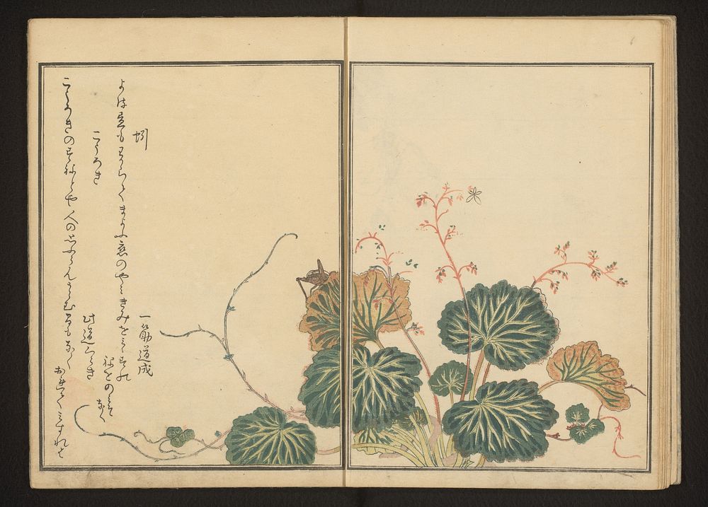 Earthworm and black cricket on creeping saxifrage (1788) by Kitagawa Utamaro and Tsutaya Juzaburo Koshodo