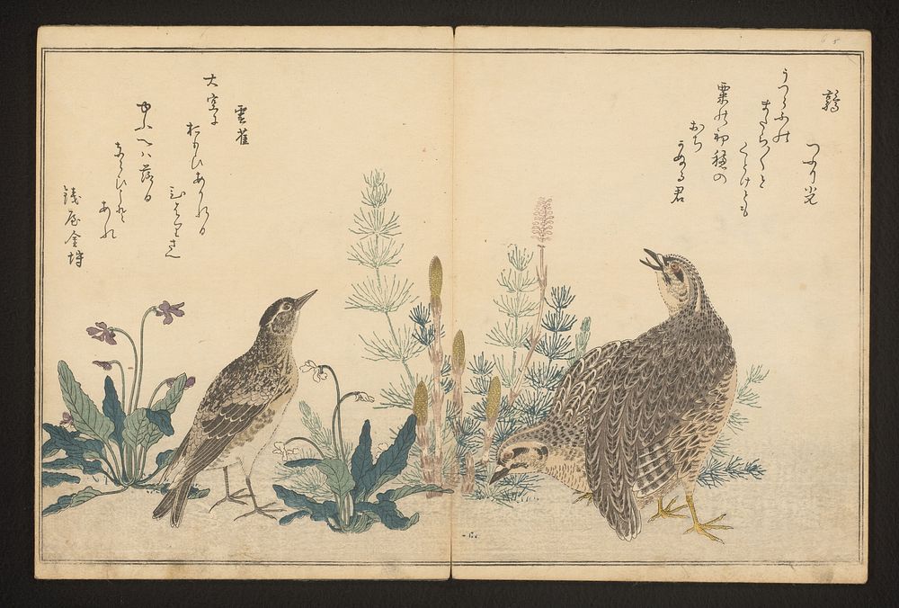 Quail and skylark (c. 1796) by Kitagawa Utamaro and Tsutaya Juzaburo Koshodo