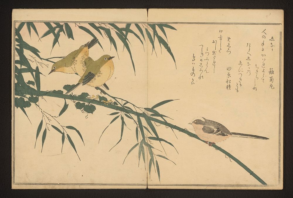 Long-tailed tit and white-eye (c. 1796) by Kitagawa Utamaro and Tsutaya Juzaburo Koshodo