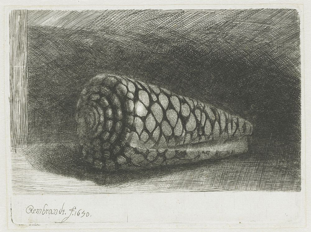 The shell (1650) by Rembrandt van Rijn and Rembrandt van Rijn