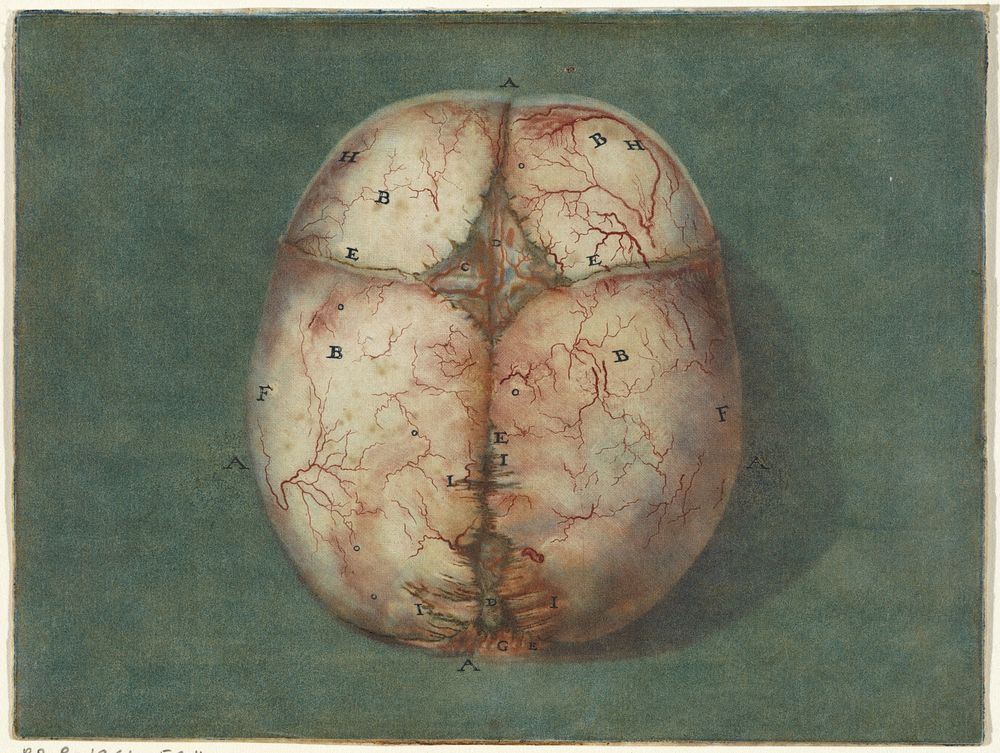 Prints of the Brain and the Heart (1733 - 1738) by Jan l Admiral