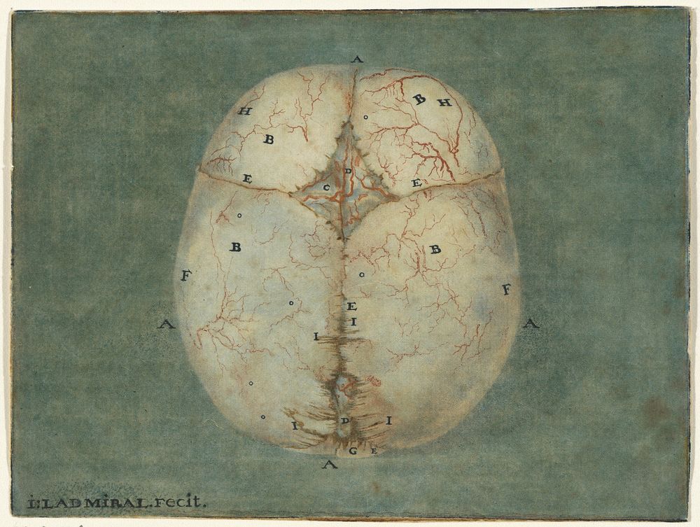 Prints of the Brain and the Heart (1733 - 1738) by Jan l Admiral