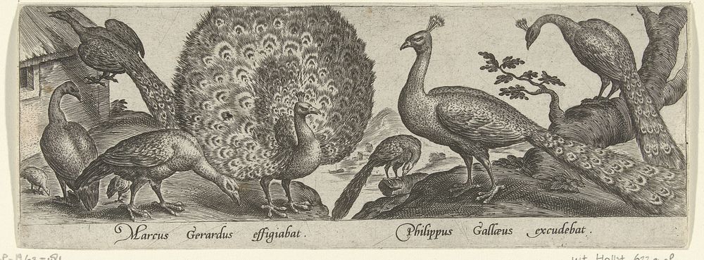 Pauwen (1547 - 1590) by Philips Galle, Marcus Gheeraerts I and Philips Galle