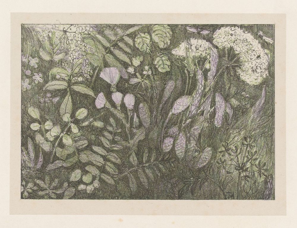 Bloemen en planten (1878 - 1912) by Theo van Hoytema
