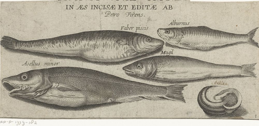 Sprot, karper, harder, kleine kabeljauw en een schelp (1600 - 1638) by Pierre Firens, Adriaen Collaert and Pierre Firens
