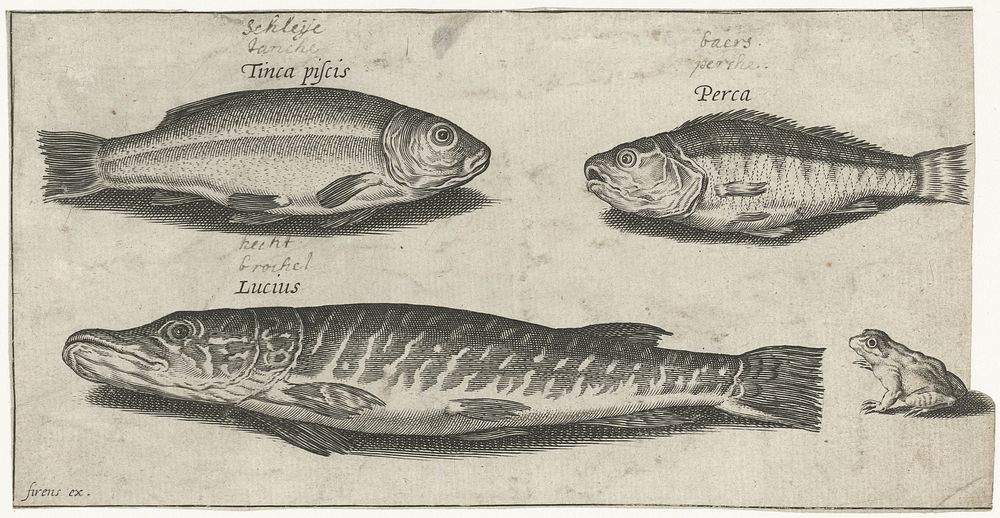 Snoek, baars, zeelt en een kikker (1600 - 1638) by Pierre Firens, Adriaen Collaert and Pierre Firens
