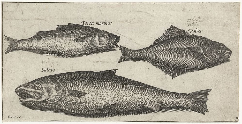 Zeebaars, tong en een zalm (1600 - 1638) by Pierre Firens, Adriaen Collaert and Pierre Firens