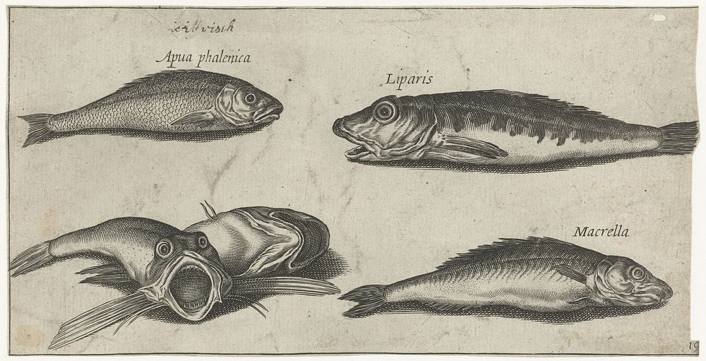 Brasem, makreel, twee ponen en een snotolf (1600 - 1638) by Pierre Firens, Adriaen Collaert and Pierre Firens