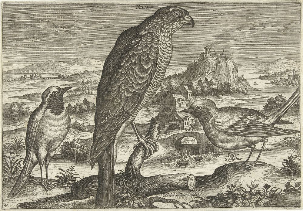 Enkele vogels in een landschap (1598 - 1618) by Adriaen Collaert and Adriaen Collaert