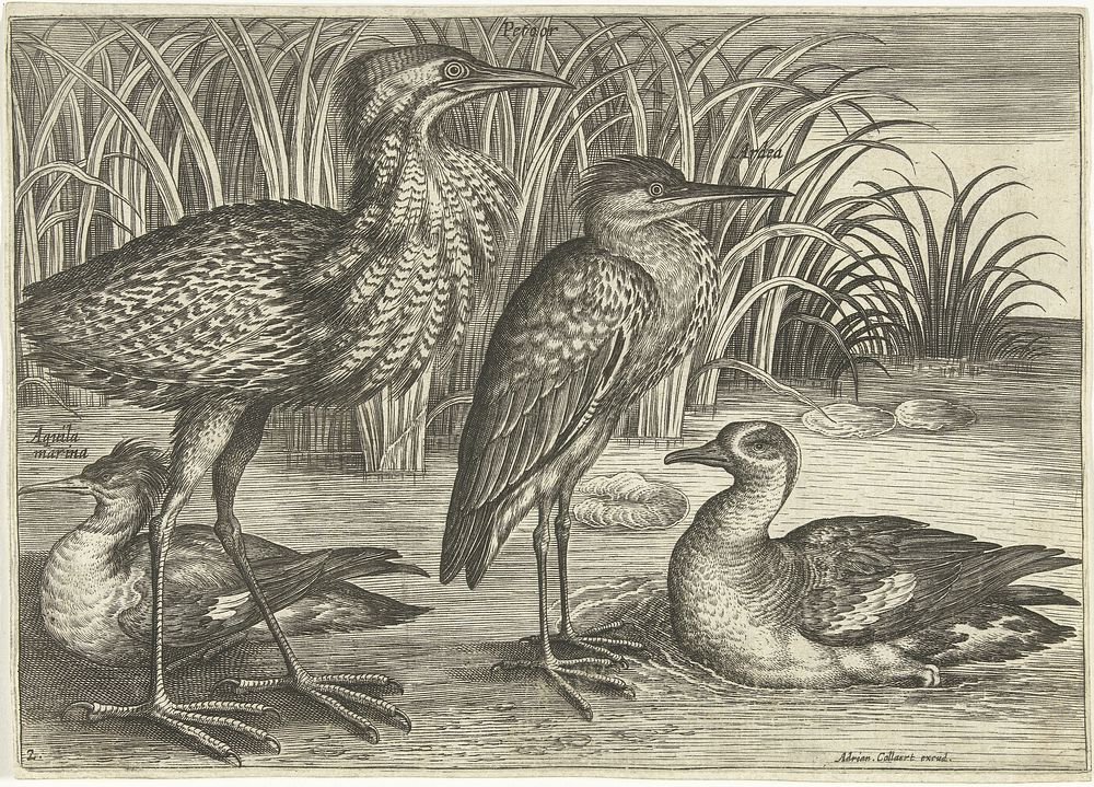 Vier waadvogels langs een oever (1598 - 1602) by Adriaen Collaert, Adriaen Collaert and Adriaen Collaert