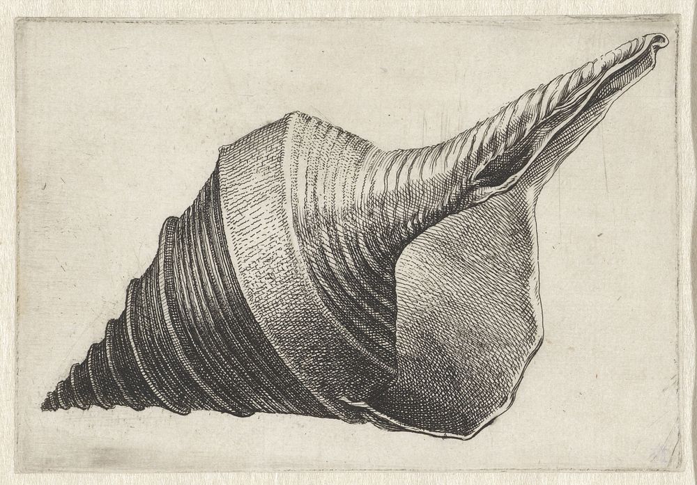 Schelp, syrinx aruanus (1644 - 1652) by Wenceslaus Hollar