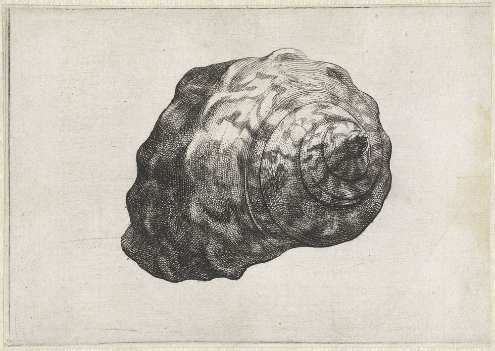 Schelp, turbo sarmaticus (1644 - 1652) by Wenceslaus Hollar