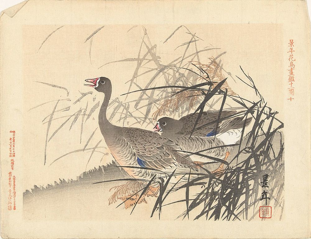 Twee ganzen tussen riet (1892) by Imao Keinen, Aoki Kôsaburô and Aoki Kôsaburô