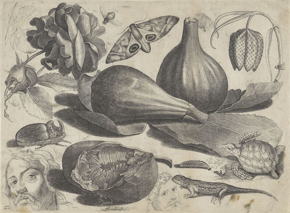 Studieblad met tekenvoorbeelden: koppen, dieren en vruchten (1610 - 1672) by Michael Snijders, Michael Snijders and Adriaen…