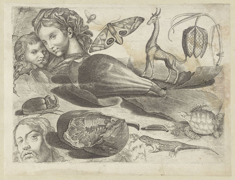Studieblad met tekenvoorbeelden: koppen, dieren en vruchten (1610 - 1672) by Michael Snijders, Michael Snijders, Adriaen…