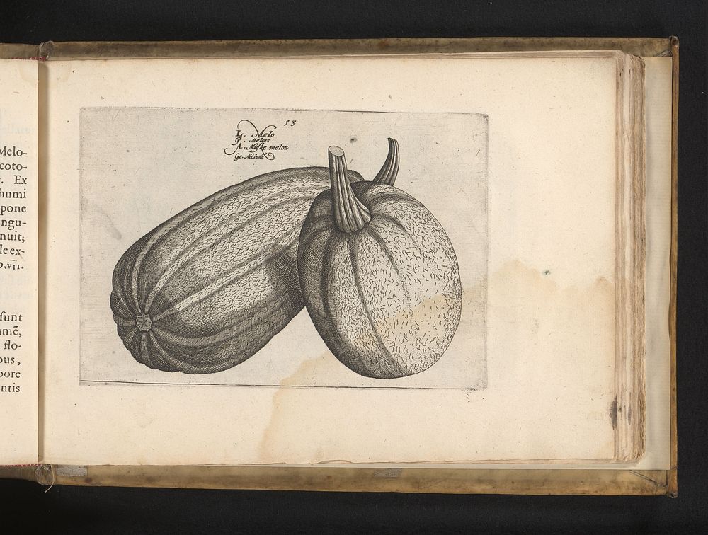 Meloenen (1617) by Crispijn van de Passe II, Crispijn van de Passe I and Johannes Janssonius