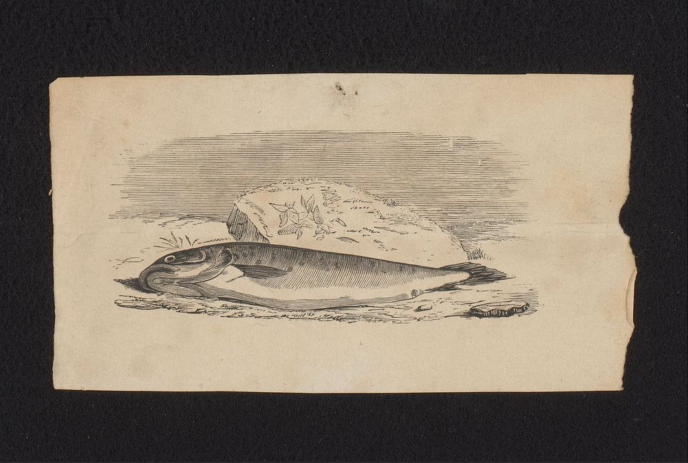 Vignet met een vis op het droge (1836 - 1912) by Isaac Weissenbruch