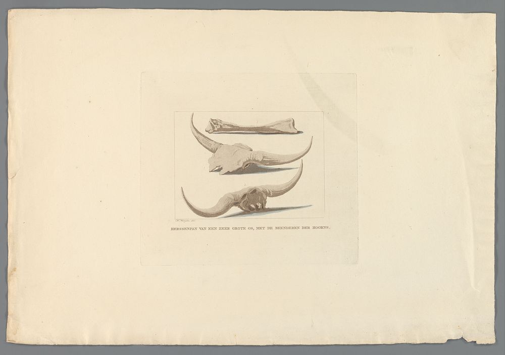Fossiele beenderen van een oeros, gevonden tijdens de watersnood, 1809 (1809) by Anthonie van den Bos, Hendrik Hoogers…
