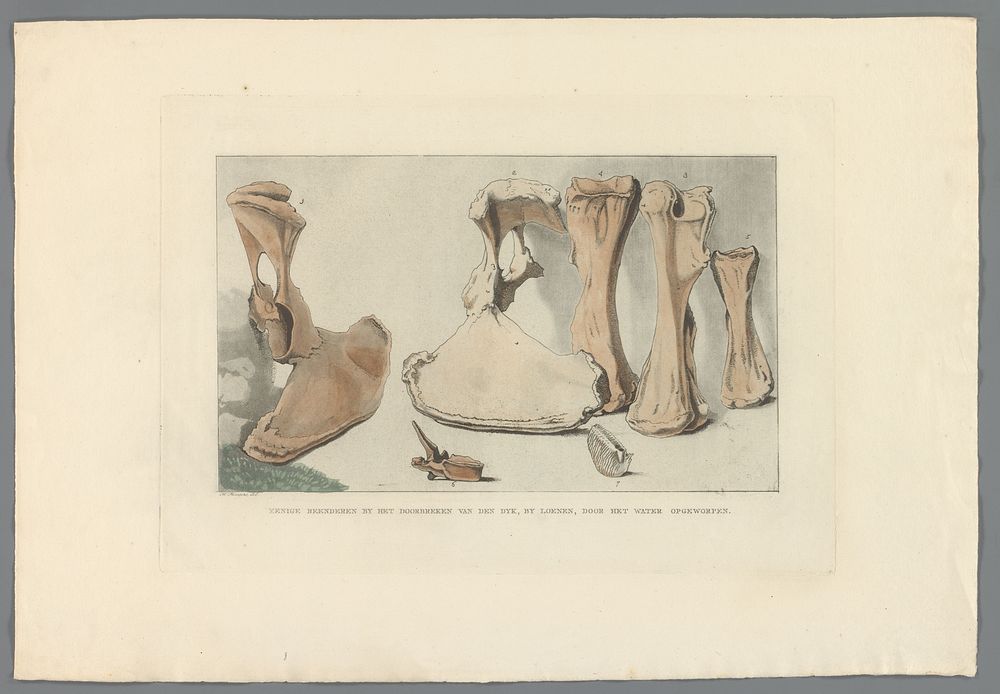 Fossiele beenderen gevonden tijdens de watersnood bij Loenen, 1809 (1809) by Anthonie van den Bos, Hendrik Hoogers, Johannes…