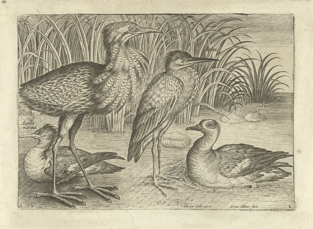 Vier waadvogels langs een oever (after 1598 - 1618) by Adriaen Collaert, Adriaen Collaert and Theodoor Galle