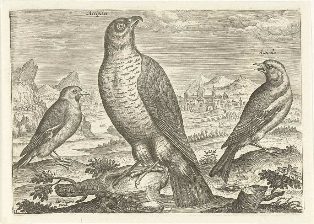 Drie vogels in een landschap (1598 - 1602) by Adriaen Collaert, Adriaen Collaert and Adriaen Collaert