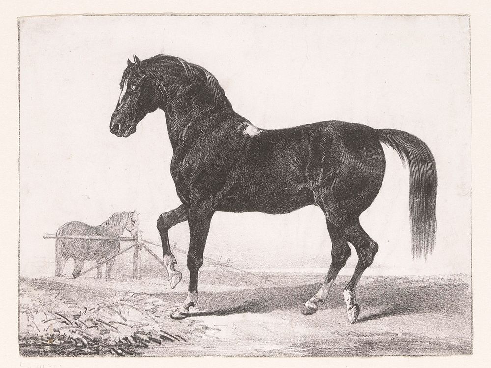 Studie van een paard (1811 - 1866) by Victor Adam