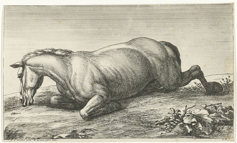 Gesneuveld paard op de buik liggend (1674 - 1733) by Jan van Huchtenburg, Adam Frans van der Meulen and Adam Frans van der…