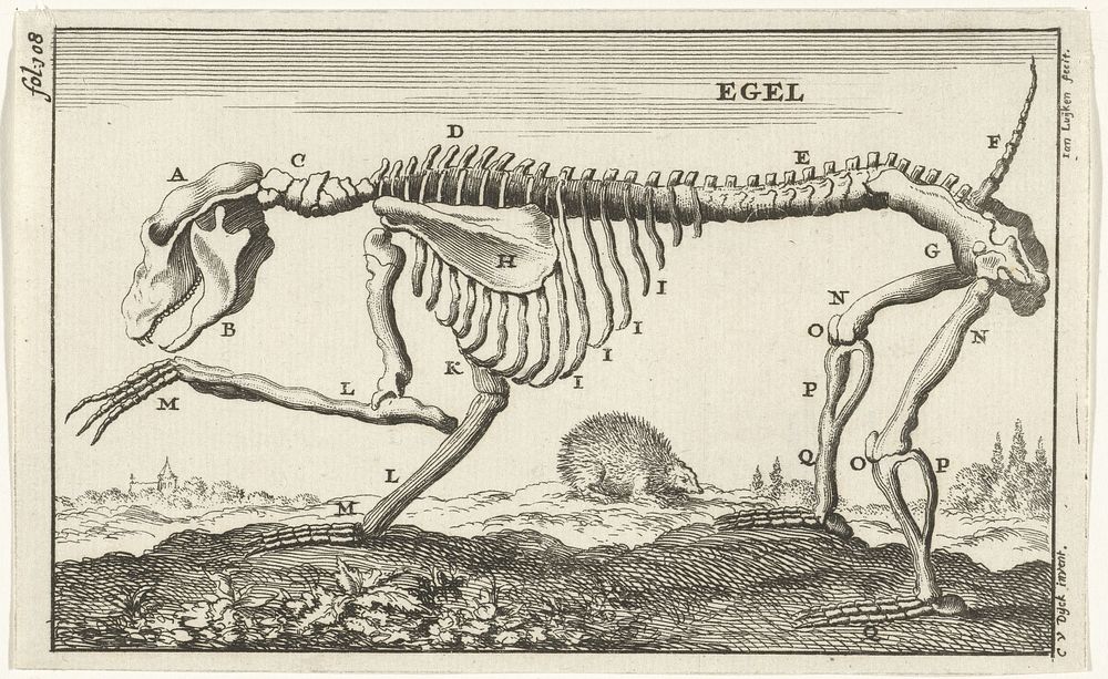 Geraamte van een egel (1680) by Jan Luyken, Cornelis van Dyk and Jan Claesz ten Hoorn