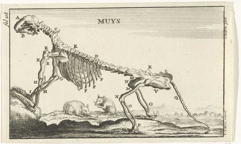 Geraamte van een muis (1680) by Jan Luyken, Cornelis van Dyk and Jan Claesz ten Hoorn