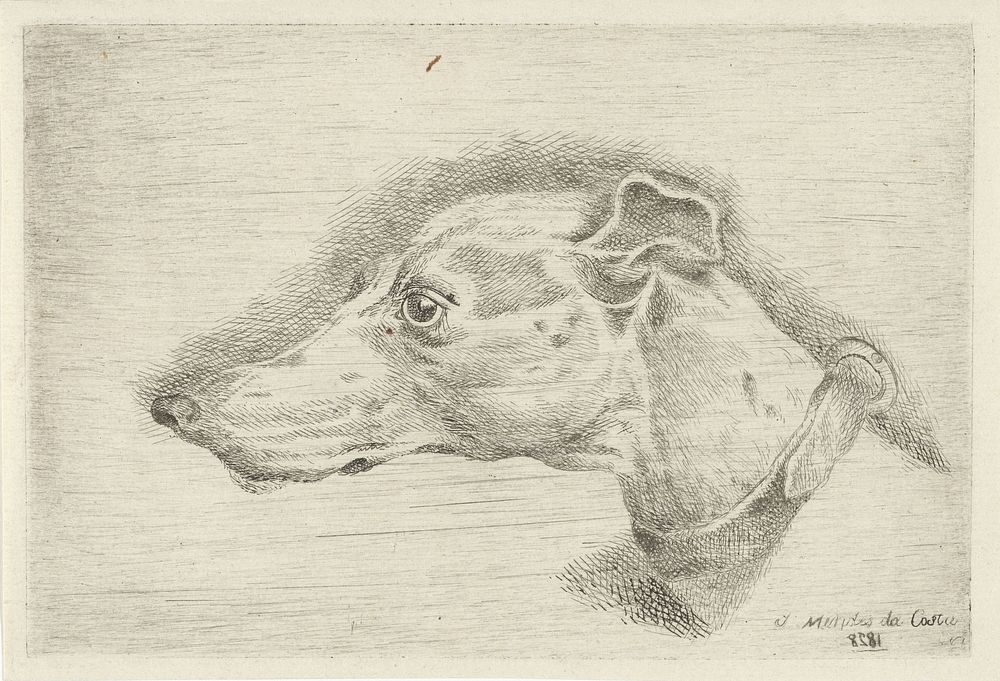 Kop van een hazewindhond (1828) by Joseph Mendes da Costa 1806 1893