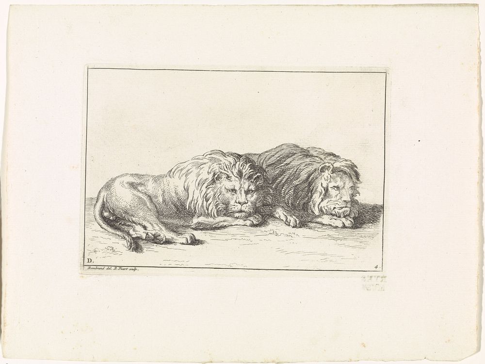 Twee leeuwen (1729) by Bernard Picart, Rembrandt van Rijn and Bernard Picart
