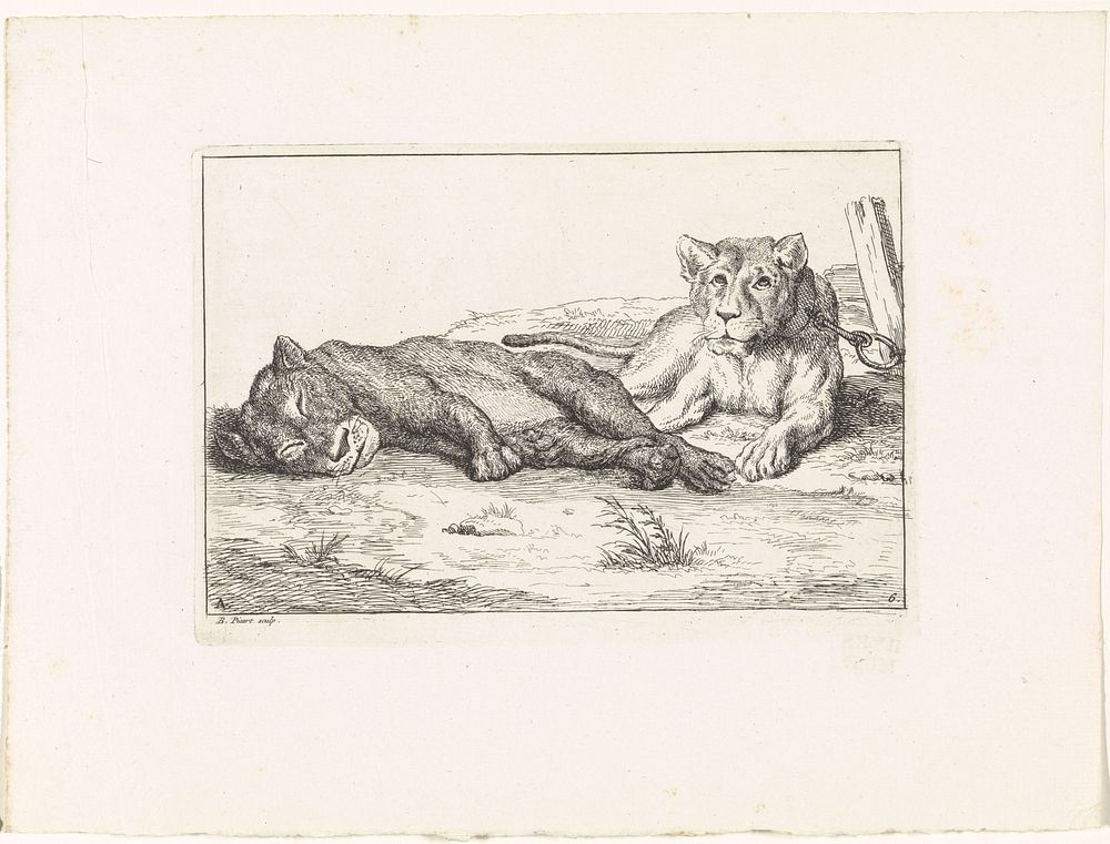 Twee liggende leeuwen (1729) by Bernard Picart and Bernard Picart