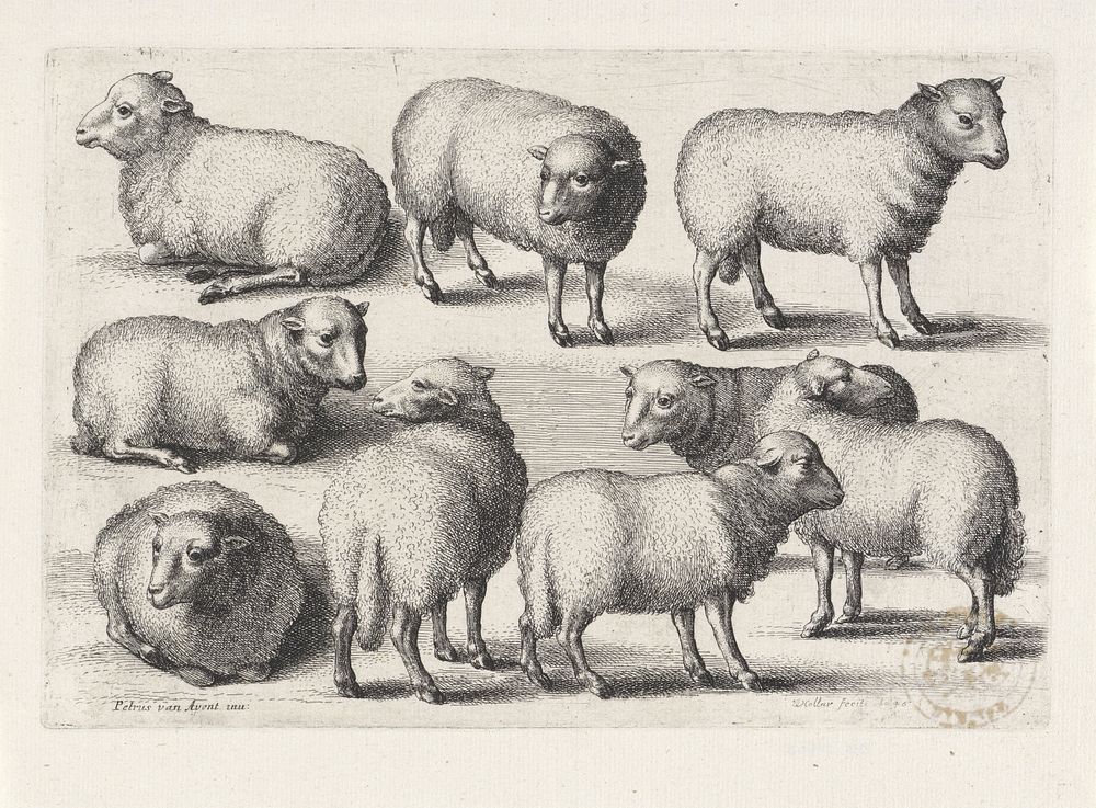 Negen schapen (1646) by Wenceslaus Hollar