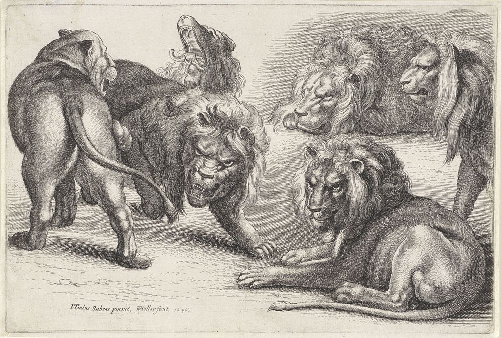 Vijf leeuwen en een leeuwin (1646) by Wenceslaus Hollar and Peter Paul Rubens