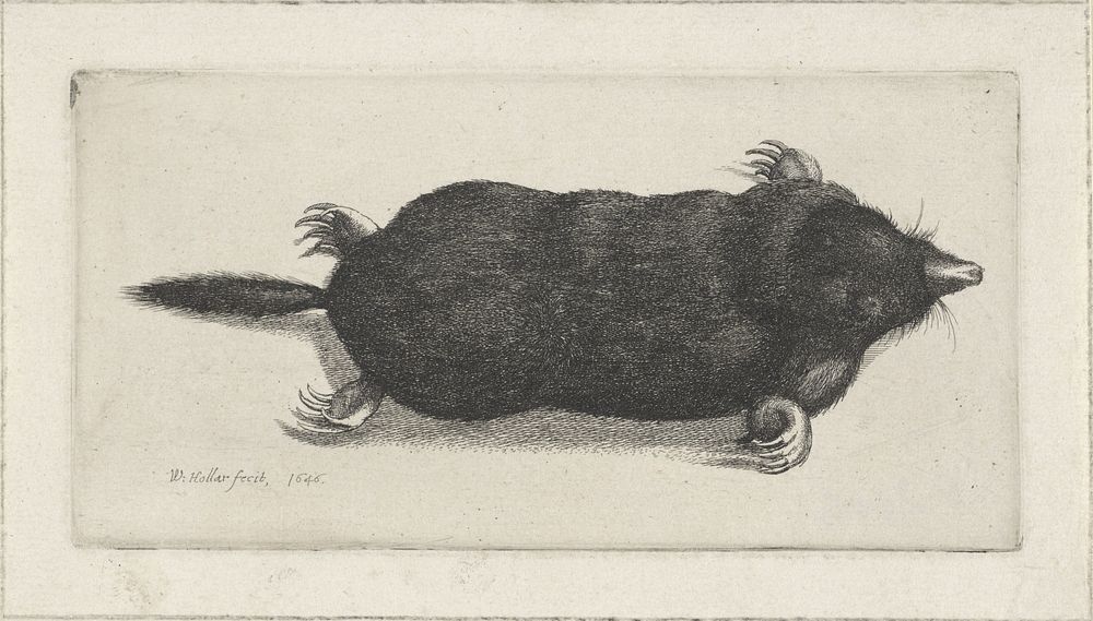 Dode mol (1646) by Wenceslaus Hollar