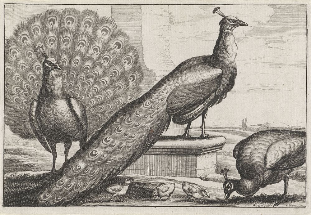 Pauwen (1654 - 1662) by Wenceslaus Hollar and Francis Barlow