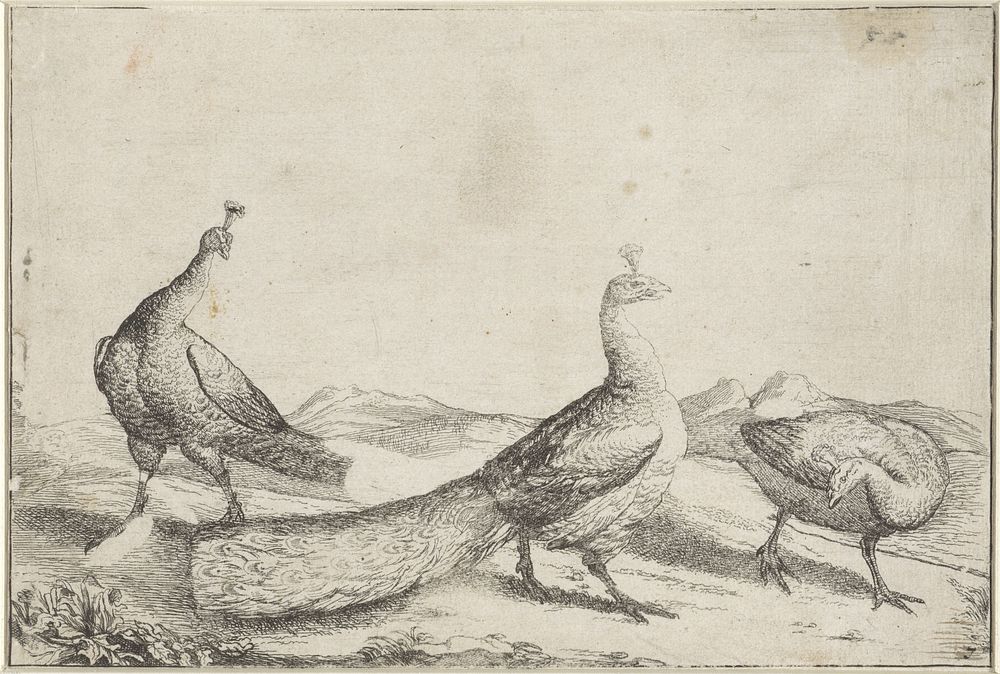 Drie pauwen (1654 - 1750) by anonymous
