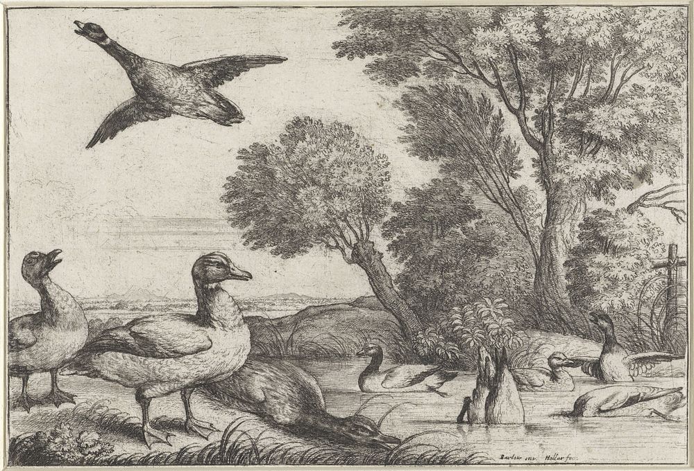 Eenden (1654 - 1662) by Wenceslaus Hollar and Francis Barlow