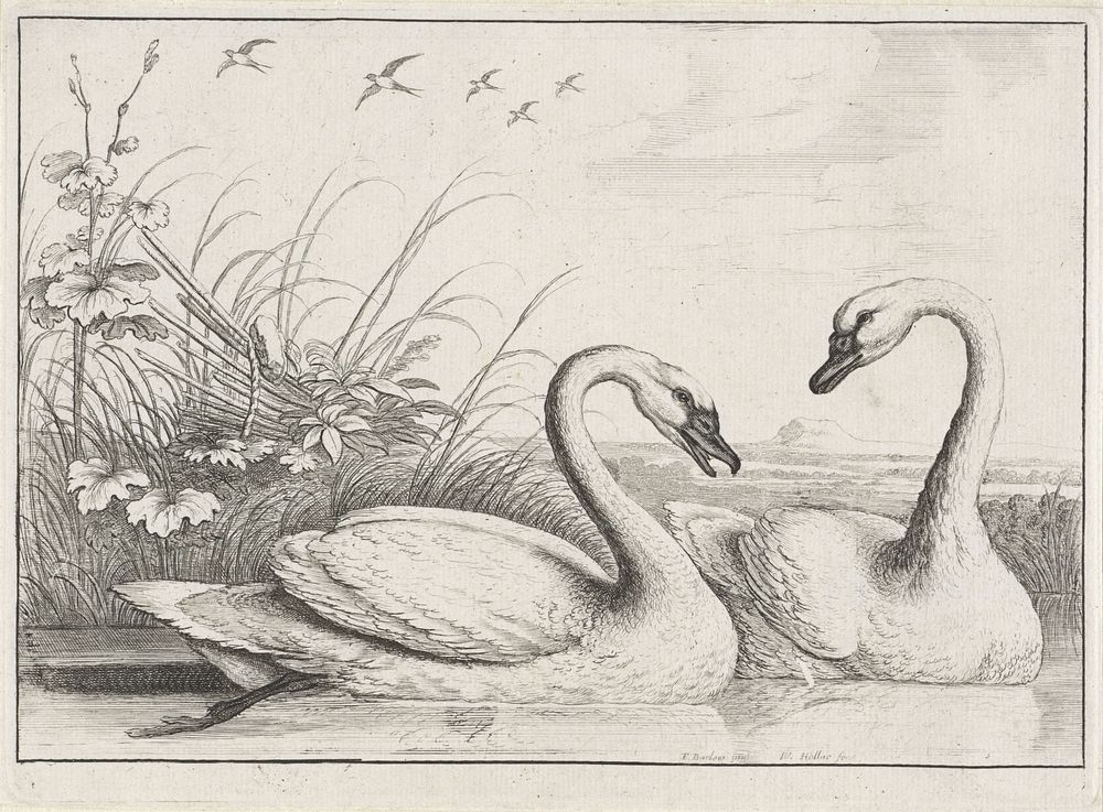 Twee zwanen (1654 - 1662) by Wenceslaus Hollar and Francis Barlow