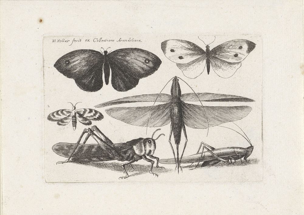 Sprinkhanen en vlinders (1646) by Wenceslaus Hollar