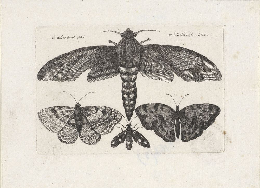 Vlinders en een mot (1646) by Wenceslaus Hollar