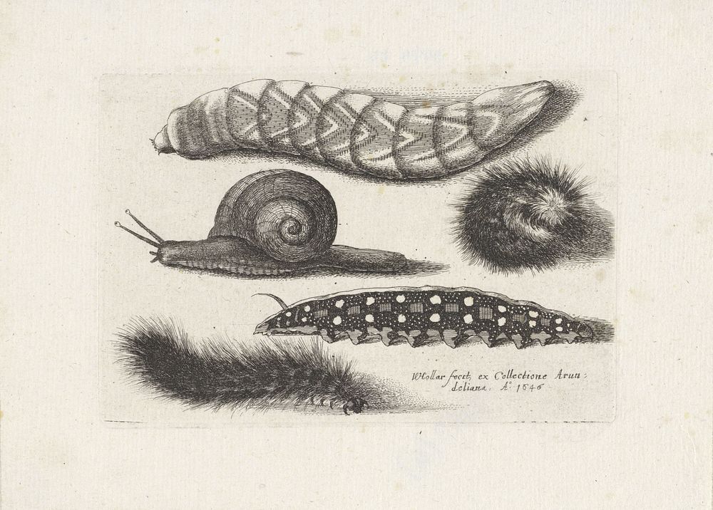Rupsen en een slak (1646) by Wenceslaus Hollar
