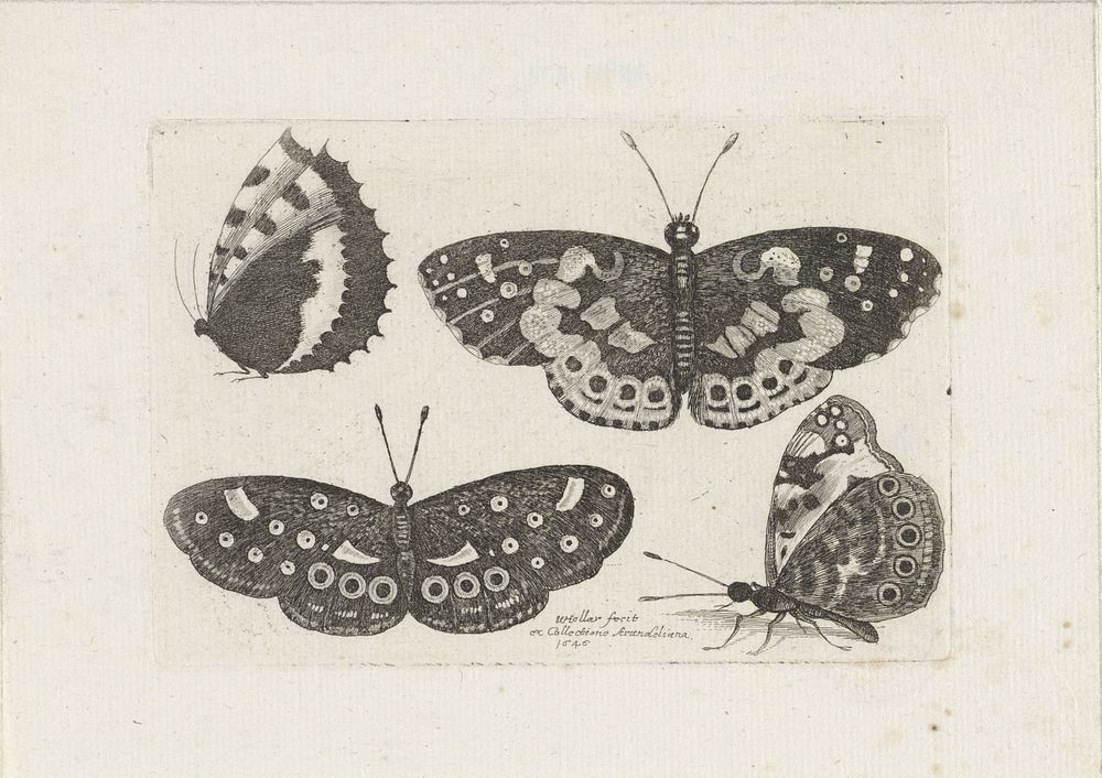 Vier vlinders (1646) by Wenceslaus Hollar