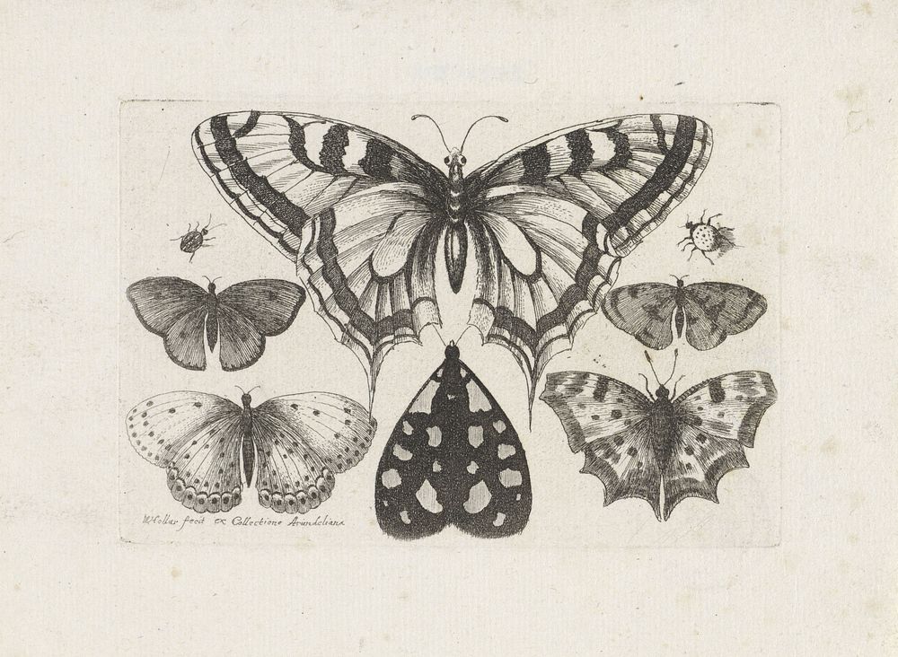 Vlinders, torren en een mot (1646) by Wenceslaus Hollar