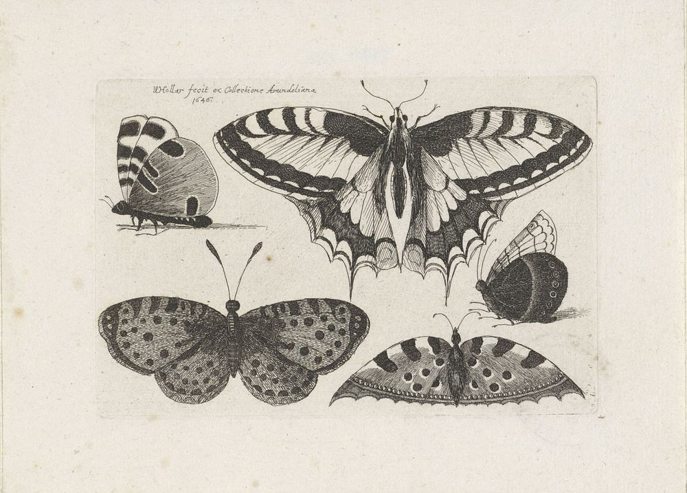 Vijf vlinders (1646) by Wenceslaus Hollar