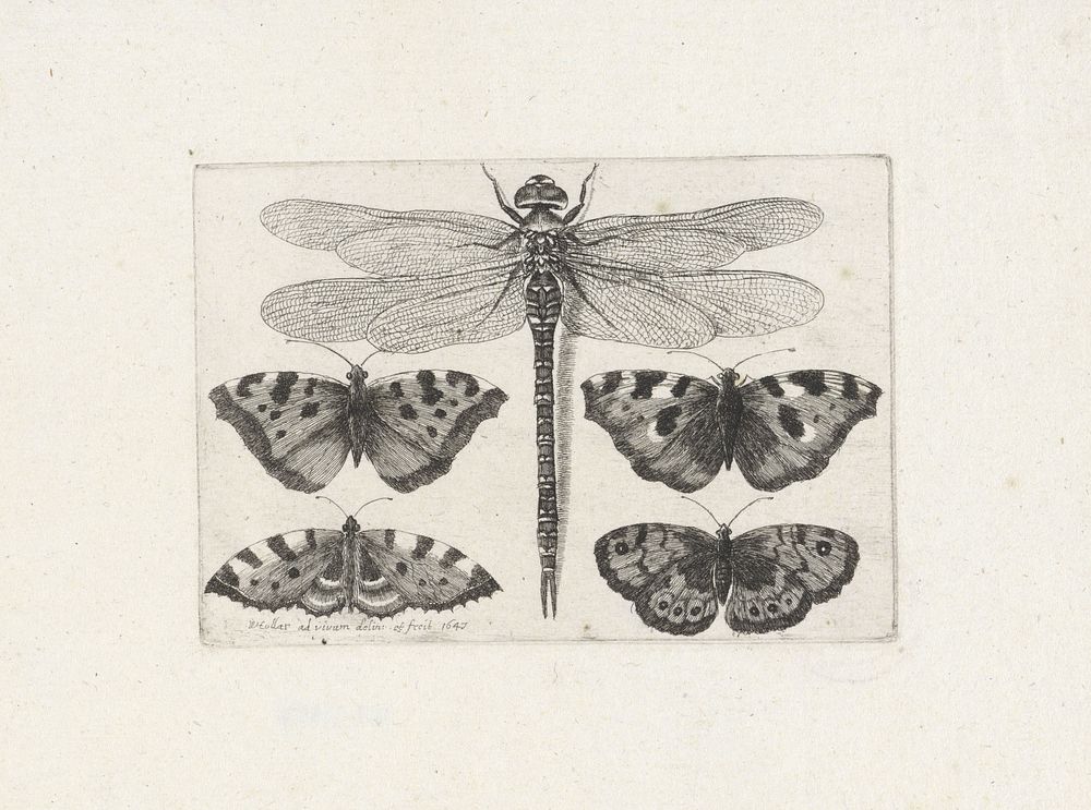 Libelle en vier vlinders (1647) by Wenceslaus Hollar and Wenceslaus Hollar