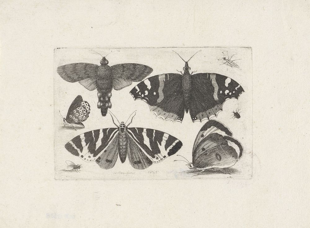 Vier vlinders, een mot, twee torren en een vlieg (1646) by Wenceslaus Hollar