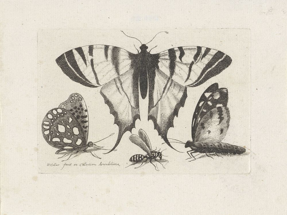Vlinders en een wesp (1646) by Wenceslaus Hollar