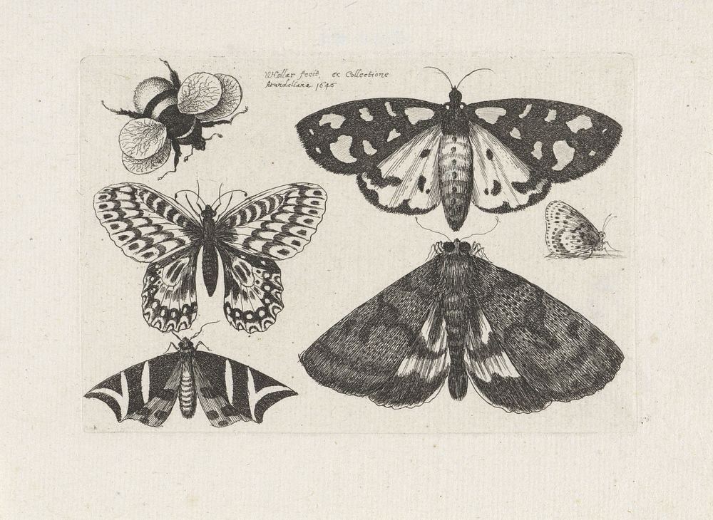 Motten, vlinders en een hommel (1646) by Wenceslaus Hollar