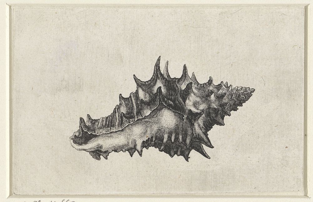 Schelp, vasum ceramicum (1644 - 1652) by Wenceslaus Hollar